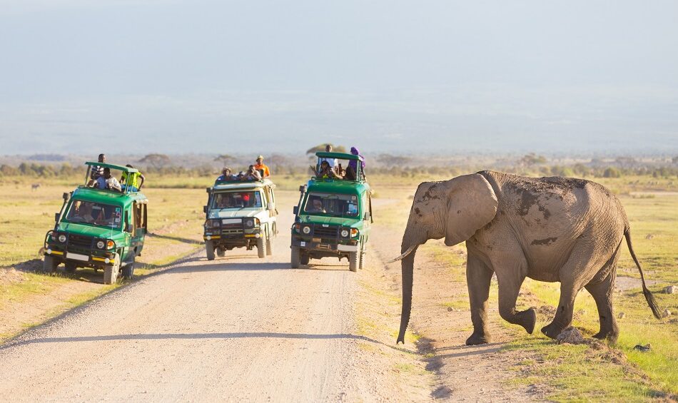 elephant serengeti national park serengeti african tours