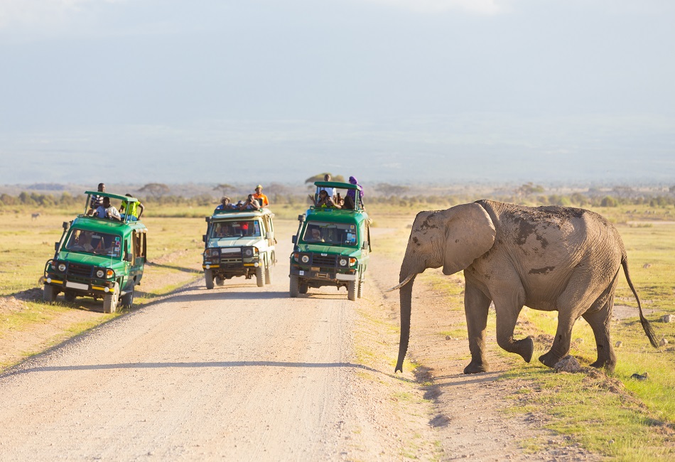 Why a Tanzania Safari is Africa’s Best Safari