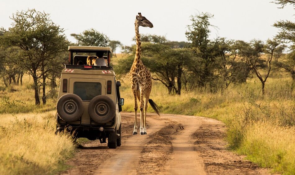 lake manyara girafe serengeti african tours