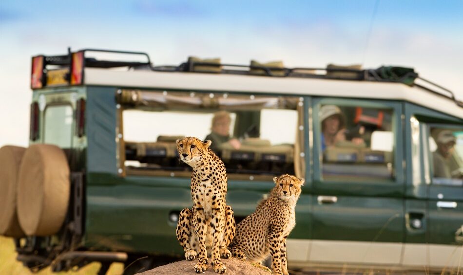 serengeti chetah serengeti african tours