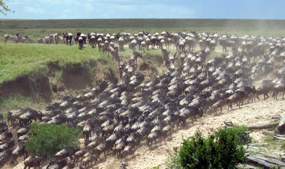 serengeti migrations