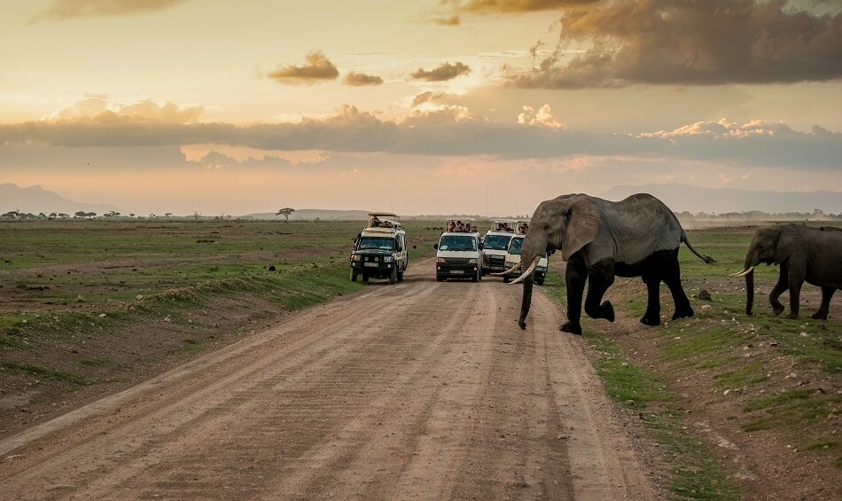 serengeti national park elphants serengeti african tours