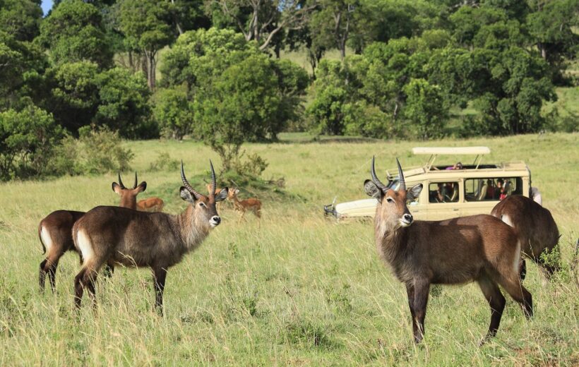 3 days Tanzania big 5 safari-midrange