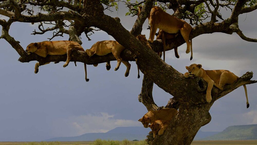 lions on trees lake manyara national park