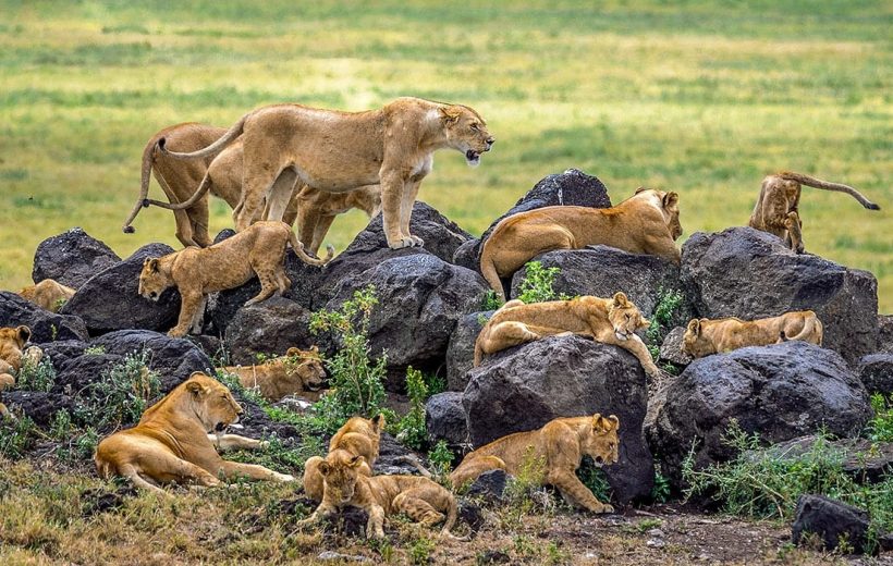 3 days Serengeti and Ngorongoro- Midrange