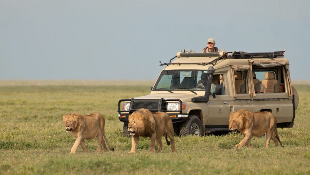 serenget african tours lion