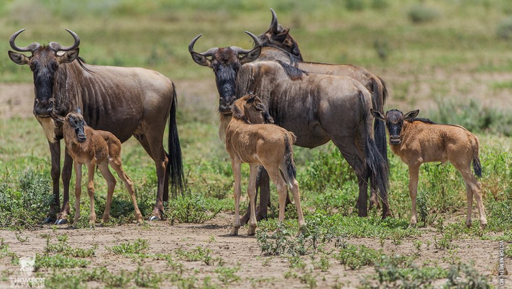 Southern Serengeti National Park calves